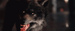 tumblr_c9575ab369921aee090c02f7cb3da9e7_5d7e370c_640.gif