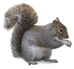 squirrel-eating.gif